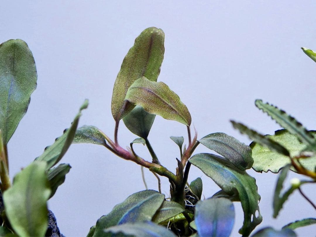 ブセファランドラ『１６種１６株』【完全水中葉【レア種入】※リピーター様はオマケ付