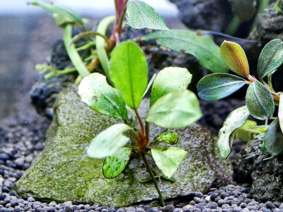 ブセファランドラ『１６種１６株』【完全水中葉【レア種入】※リピーター様はオマケ付