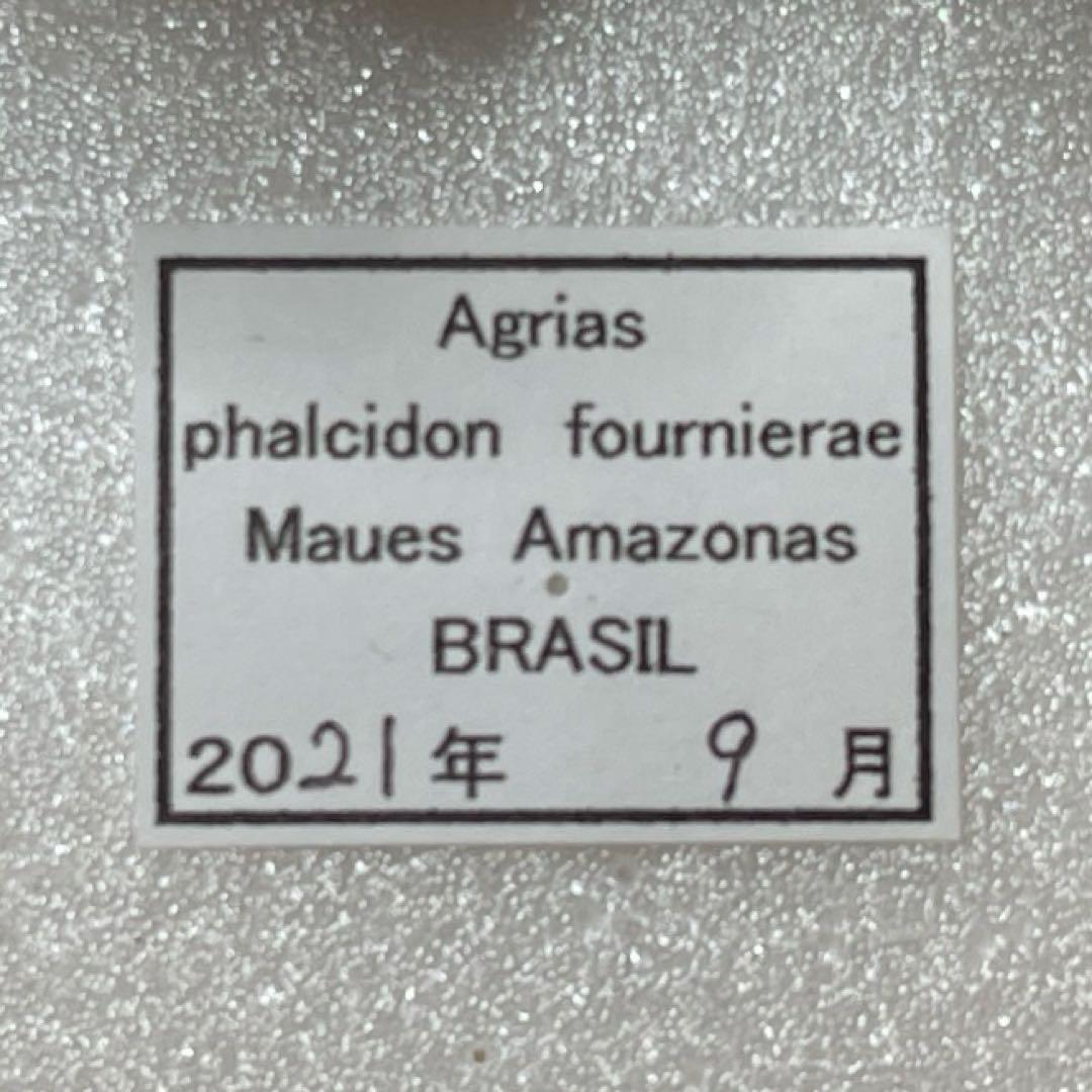 アグリアス　ファルキドンFourninae