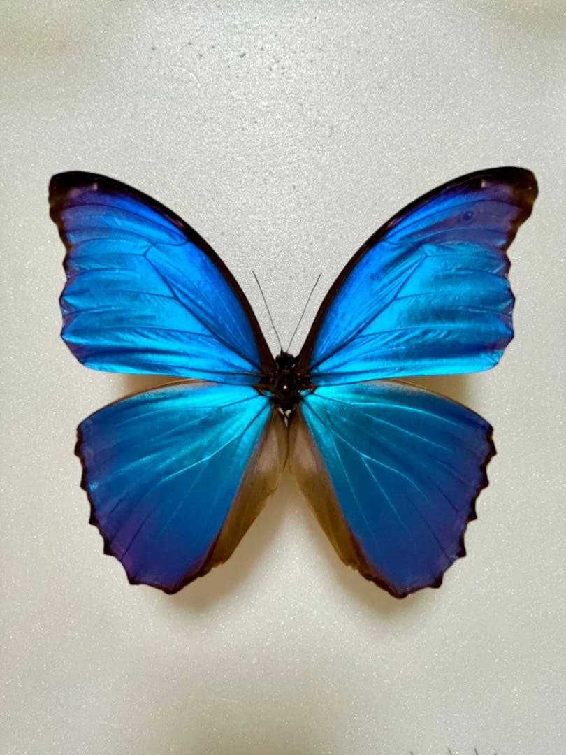 モルフォ・ディディウス（オス、ペルー産）