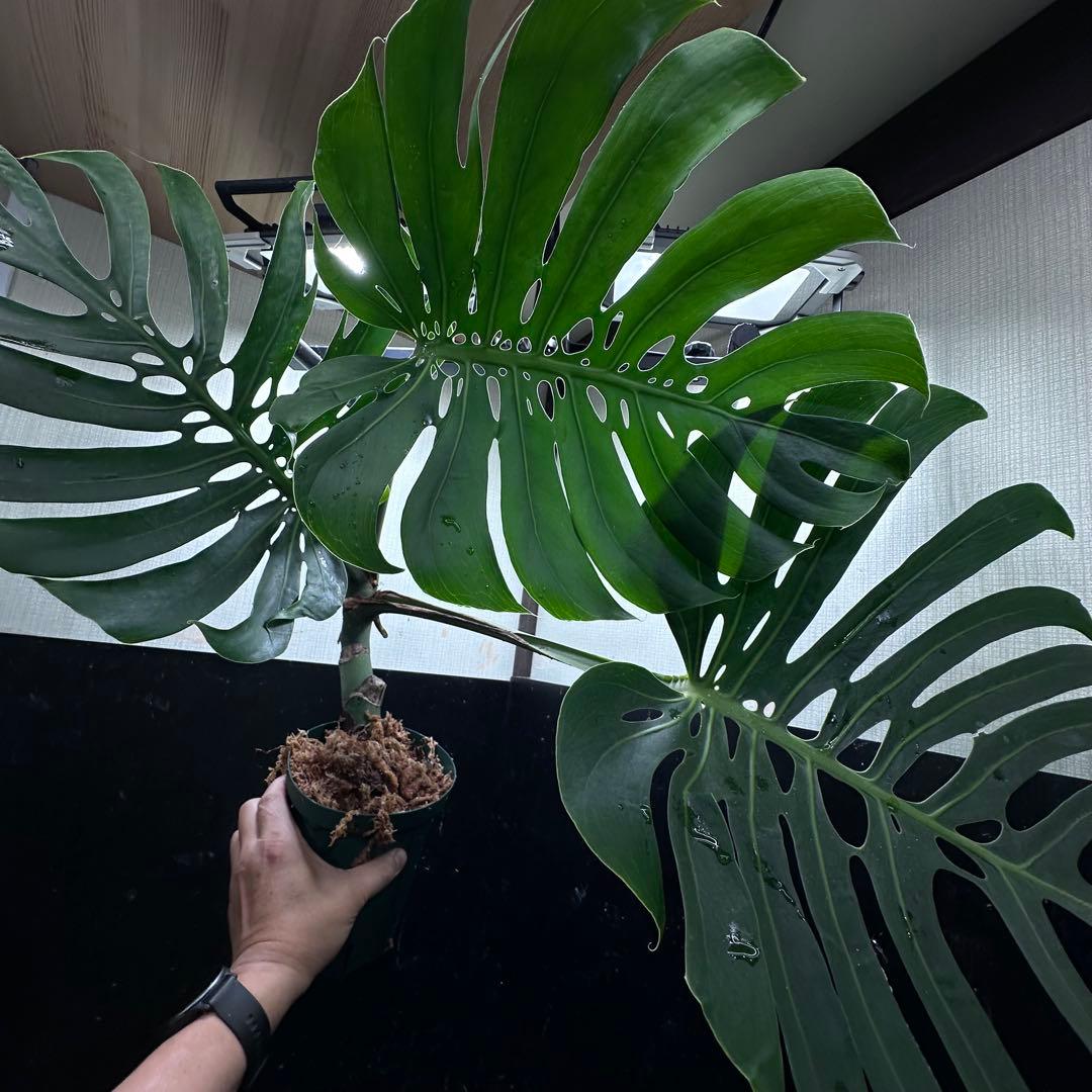 ナ*ル様 モンステラデリシオーサマクロコズム超希少系統鉢植え74㎝