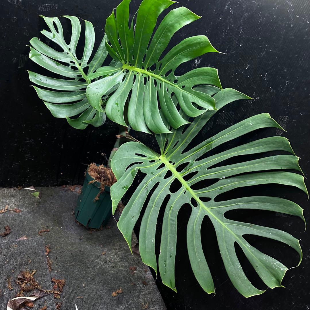 ナ*ル様 モンステラデリシオーサマクロコズム超希少系統鉢植え74㎝