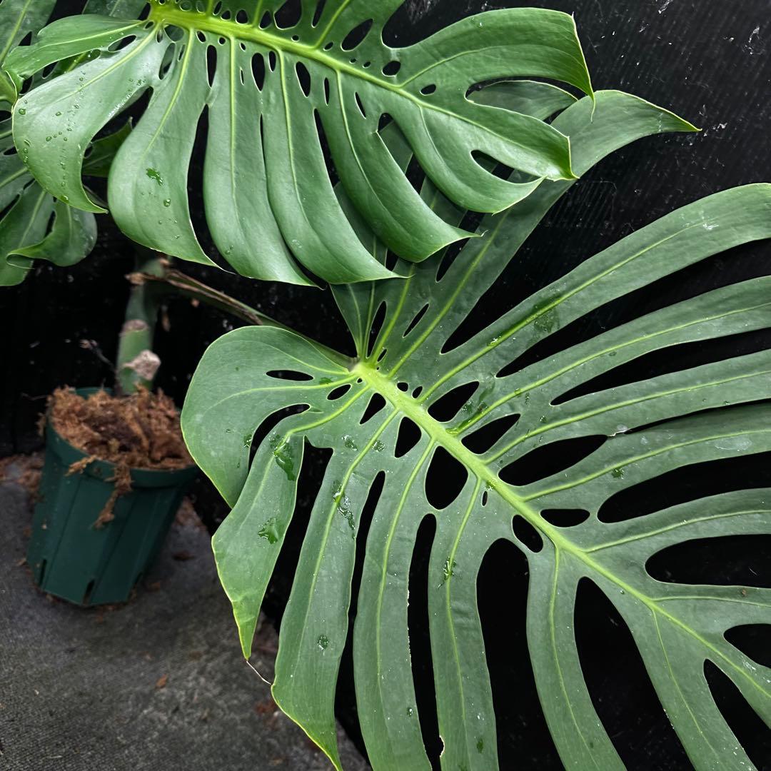 ナ*ル様 モンステラデリシオーサマクロコズム超希少系統鉢植え74㎝