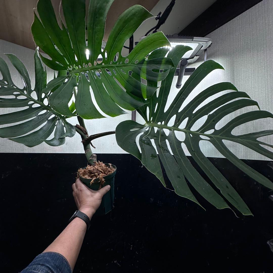 ナ*ル様 モンステラデリシオーサマクロコズム超希少系統鉢植え74㎝