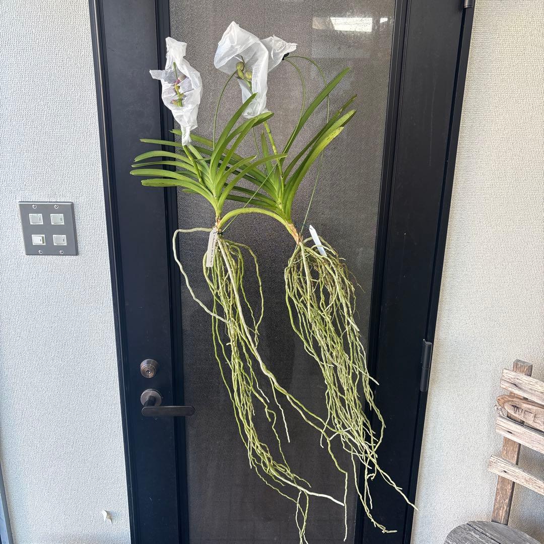 ぴ*け様 洋蘭　洋ラン　バンダ　2種セット