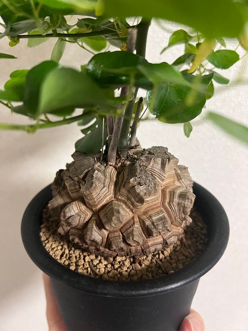 4寸鉢　亀甲竜　良形美株