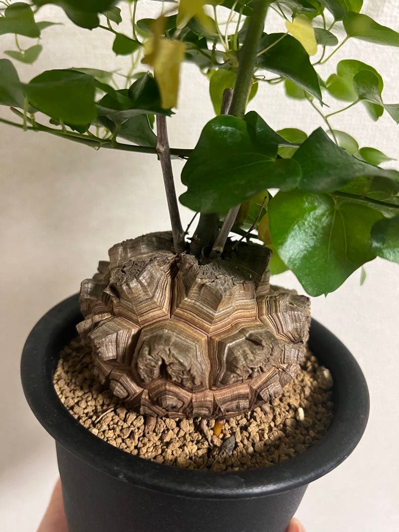 4寸鉢　亀甲竜　良形美株