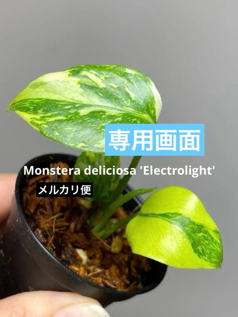 専用画面　【超美株✨超希少‼️】モンステラ　エレクトロライト　斑入り　メルカリ便