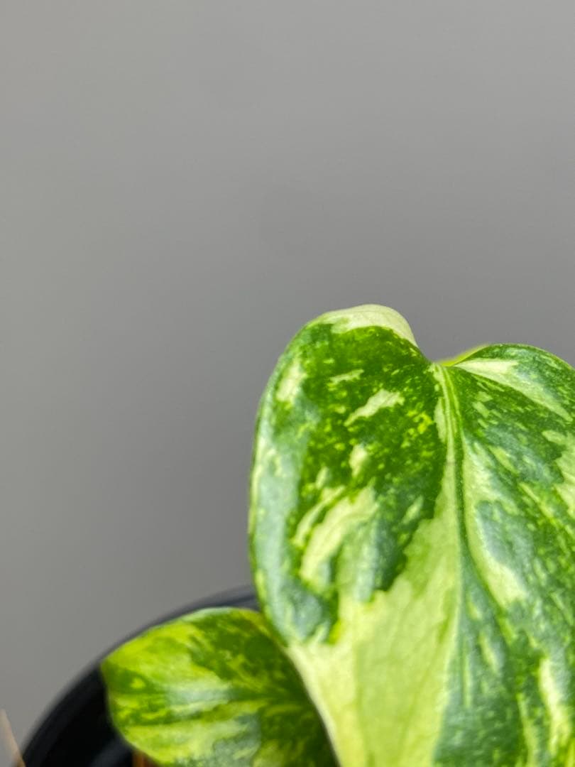 専用画面　【超美株✨超希少‼️】モンステラ　エレクトロライト　斑入り　メルカリ便