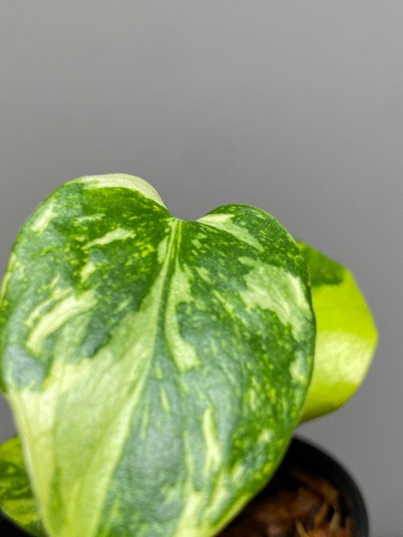 専用画面　【超美株✨超希少‼️】モンステラ　エレクトロライト　斑入り　メルカリ便