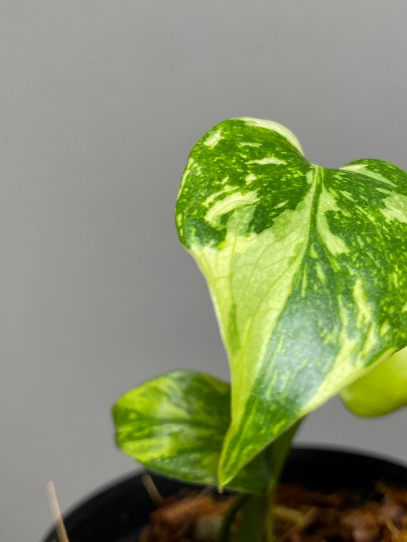 専用画面　【超美株✨超希少‼️】モンステラ　エレクトロライト　斑入り　メルカリ便