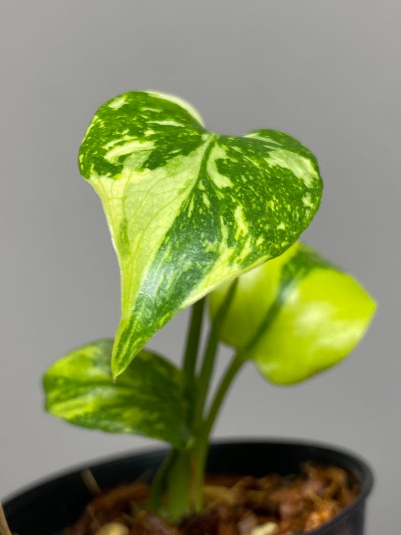 専用画面　【超美株✨超希少‼️】モンステラ　エレクトロライト　斑入り　メルカリ便