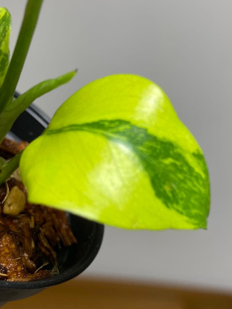 専用画面　【超美株✨超希少‼️】モンステラ　エレクトロライト　斑入り　メルカリ便