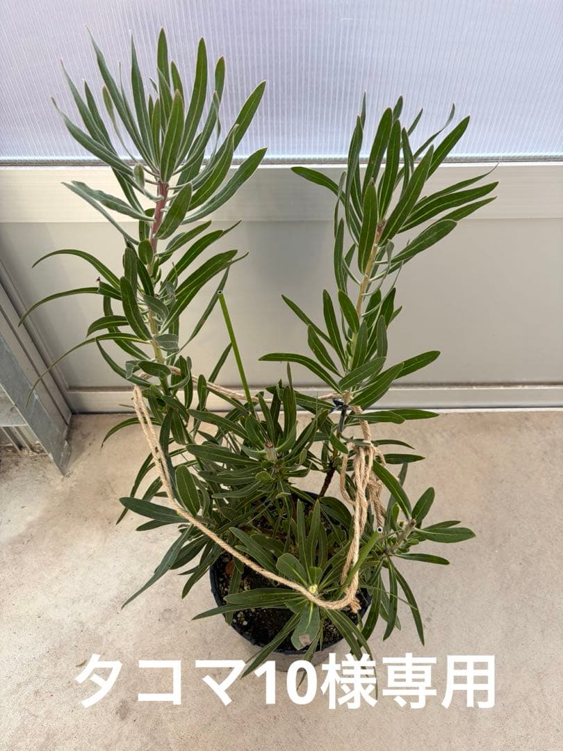 プロテア ピンクミンク　7号鉢　オージープランツ　苗　観葉