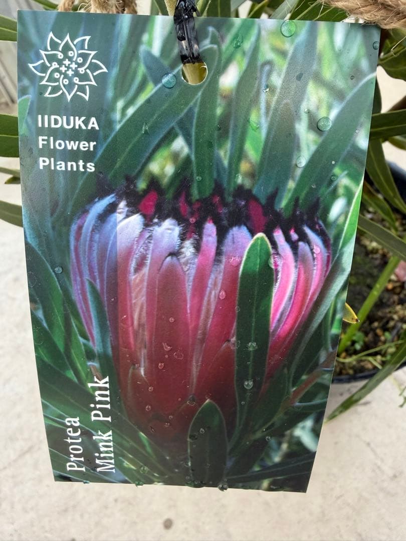 プロテア ピンクミンク　7号鉢　オージープランツ　苗　観葉