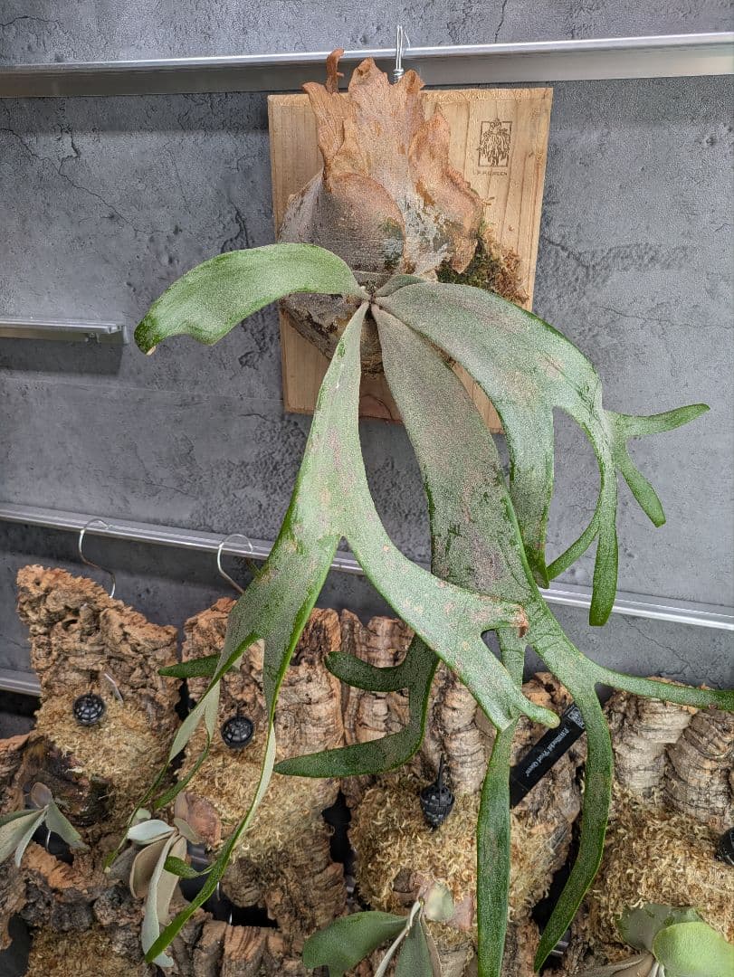 P.willinckii ' White rose 'ホワイトローズ ビカクシダ