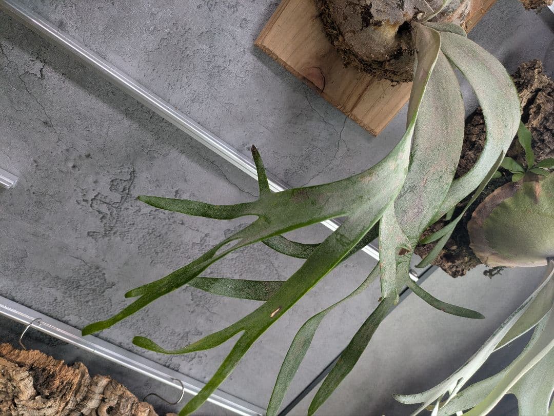 P.willinckii ' White rose 'ホワイトローズ ビカクシダ