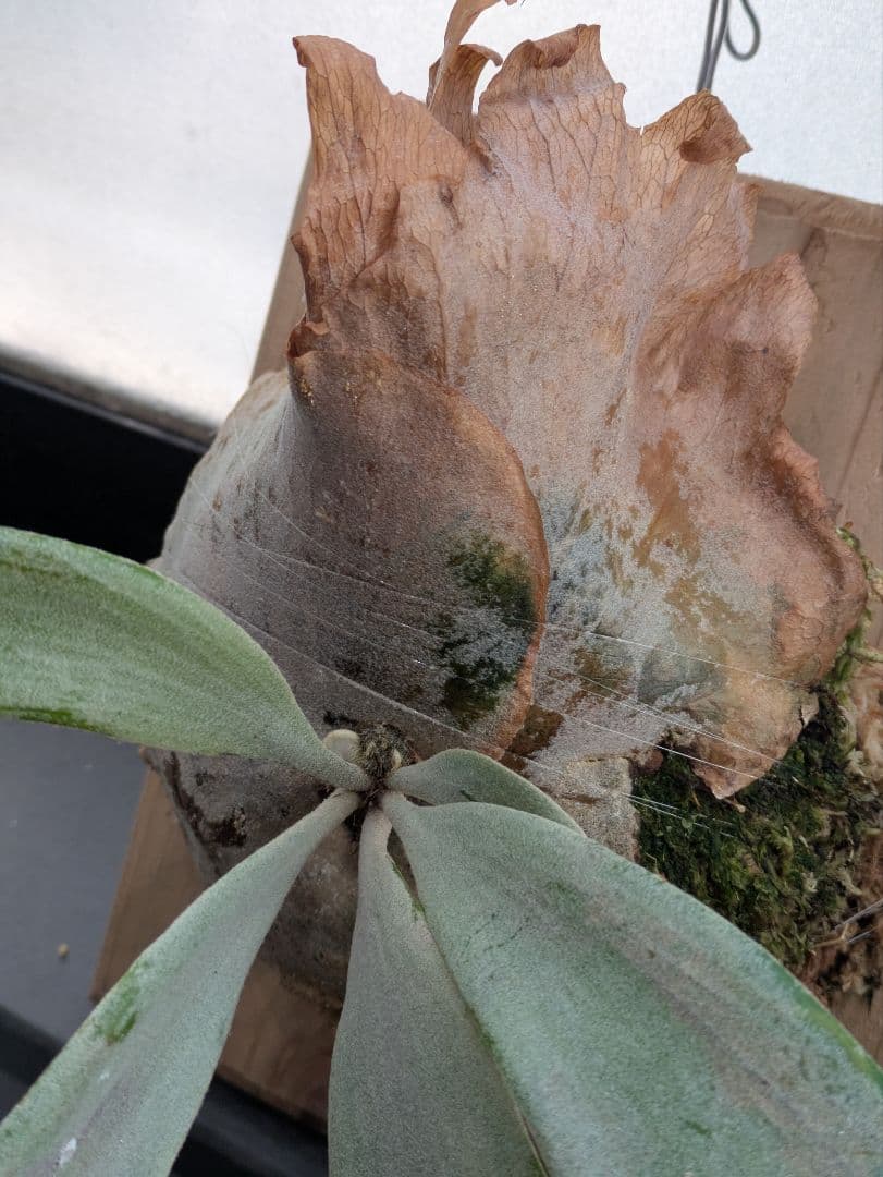 P.willinckii ' White rose 'ホワイトローズ ビカクシダ