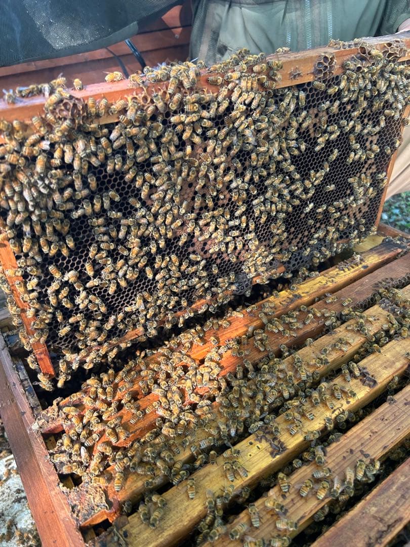 信州産アカシアはちみつ 1,200g×2本