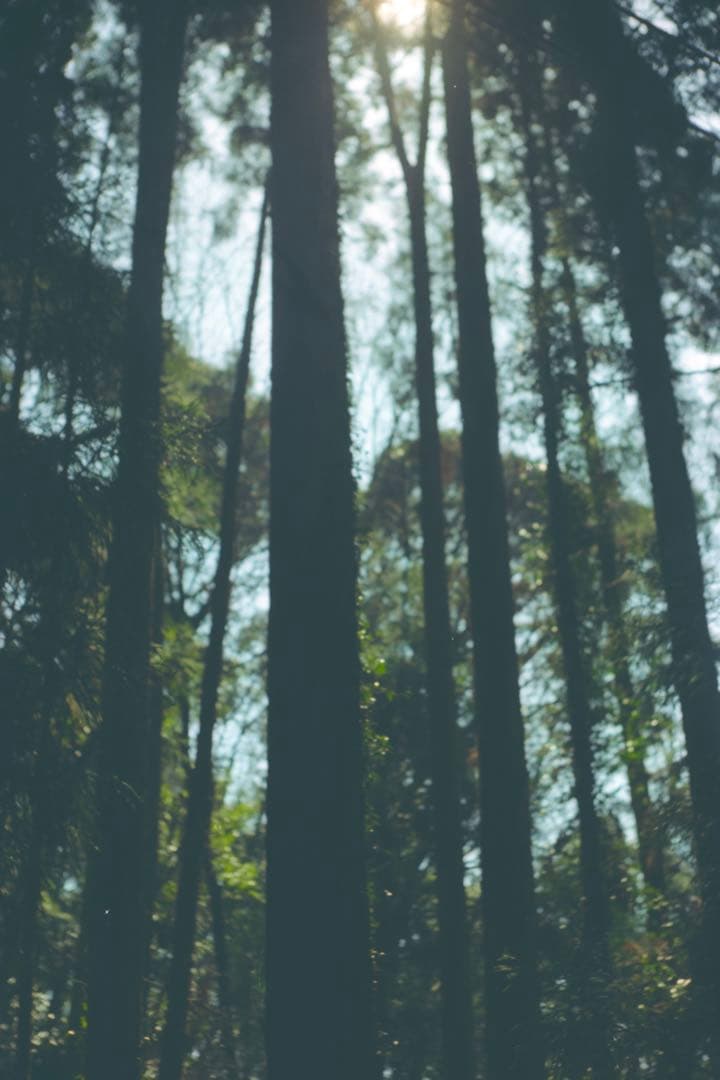 【作例あり】Jupiter-8 50mm f/2 Lマウント（L39）　ライカ