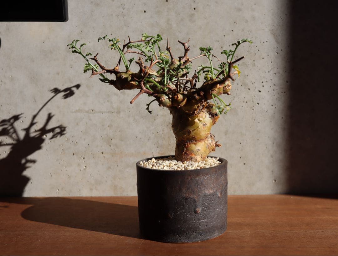 現地株　発根済み　ペラルゴニウム　クリズミフォリウム