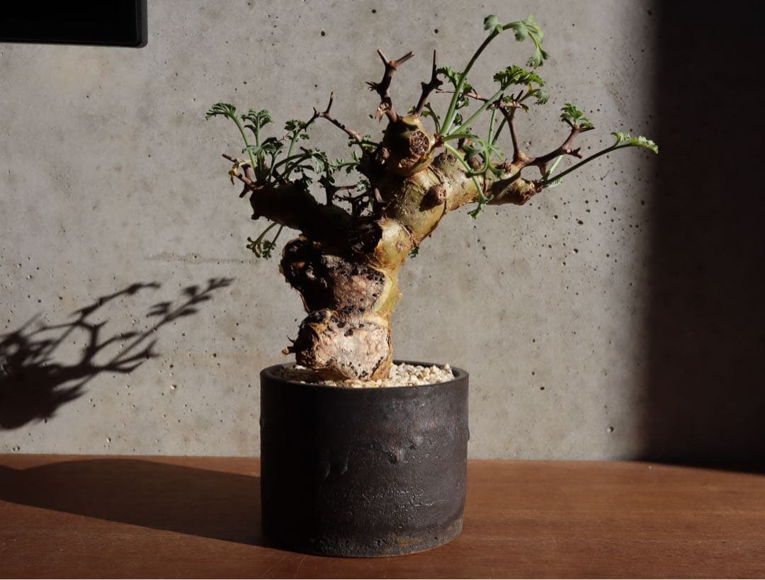 現地株　発根済み　ペラルゴニウム　クリズミフォリウム