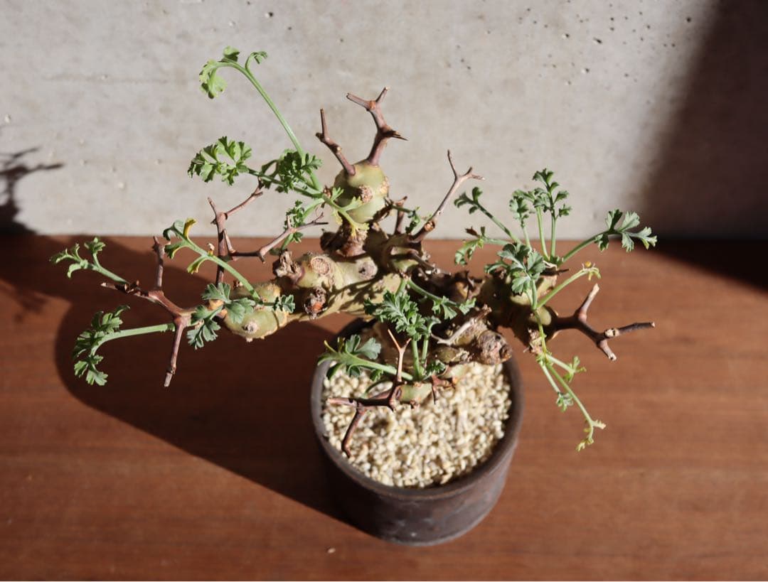 現地株　発根済み　ペラルゴニウム　クリズミフォリウム