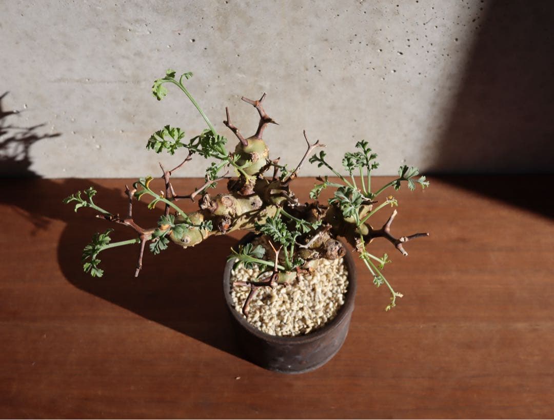 現地株　発根済み　ペラルゴニウム　クリズミフォリウム