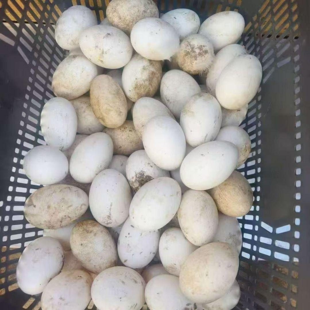 珍しいガチョウ の卵 60個 Mサイズ