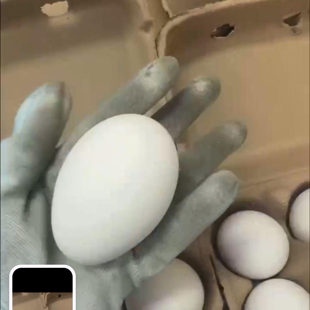 珍しいガチョウ の卵 60個 Mサイズ