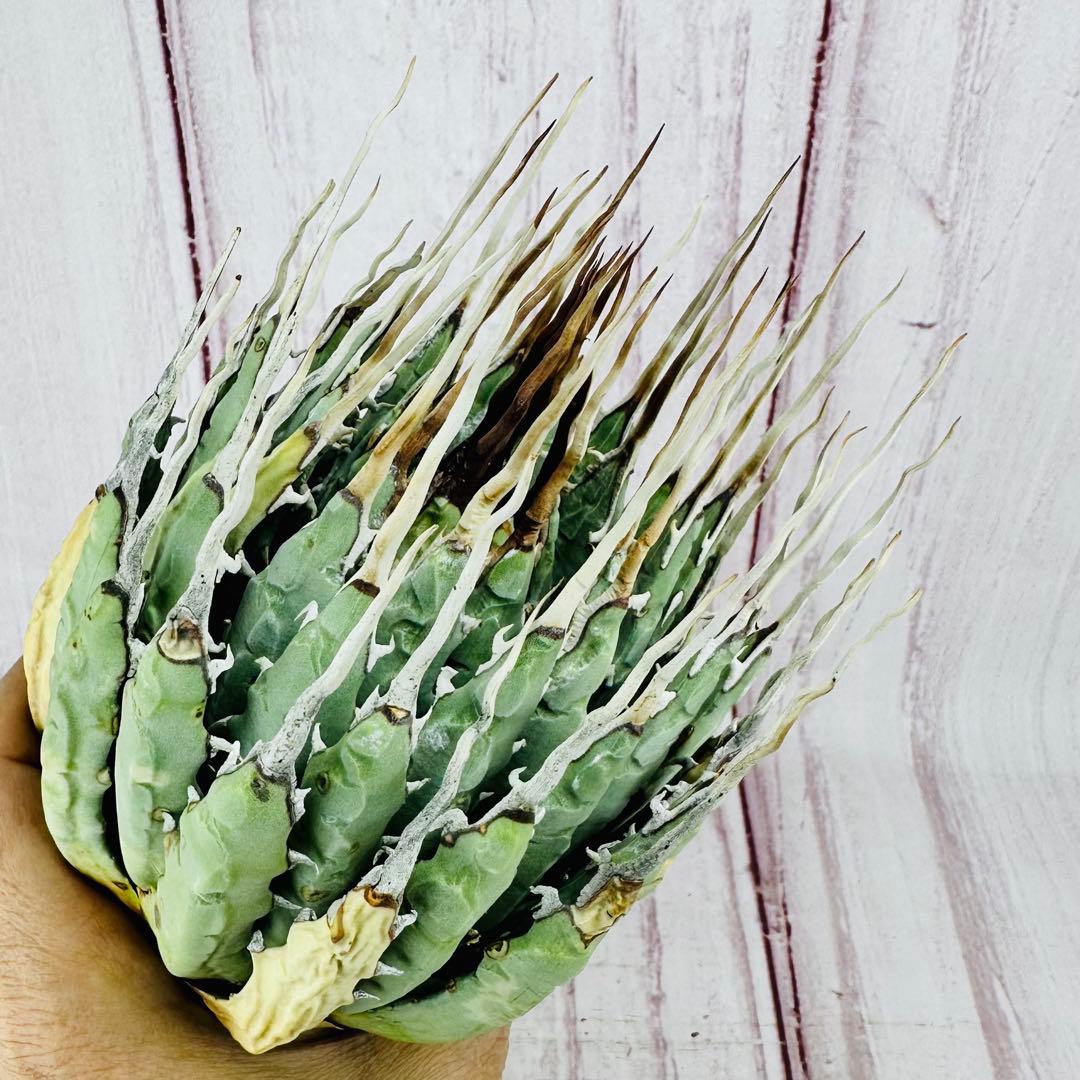 ① アガベ ユタエンシス エボリスピナ ロングスパイン 陽炎