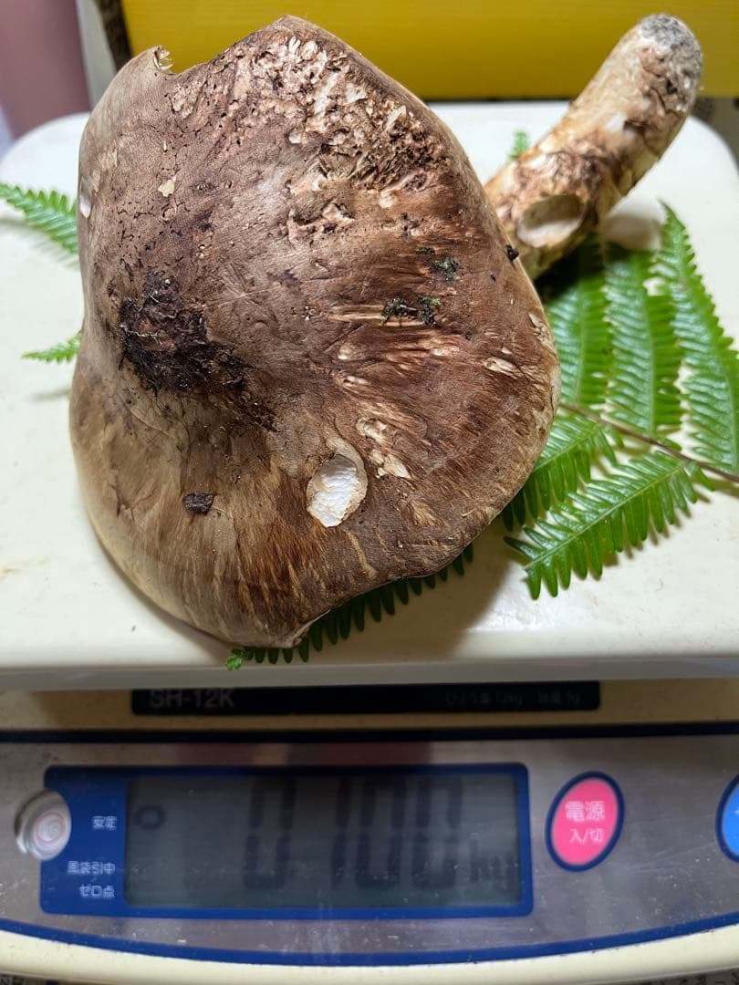 【coco17】大阪泉州産天然松茸採れたて「超ブサイクちゃん」1本100g