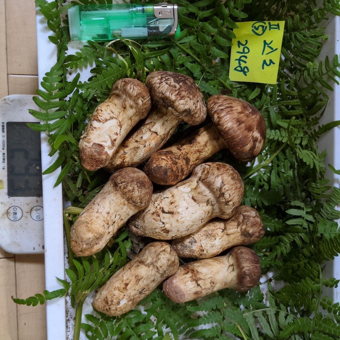 和歌山松茸 新鮮朝市　込み込み　293㌘