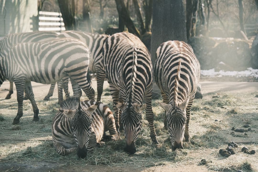 フジノンレンズ XF16-55mm F2.8 R LM WR