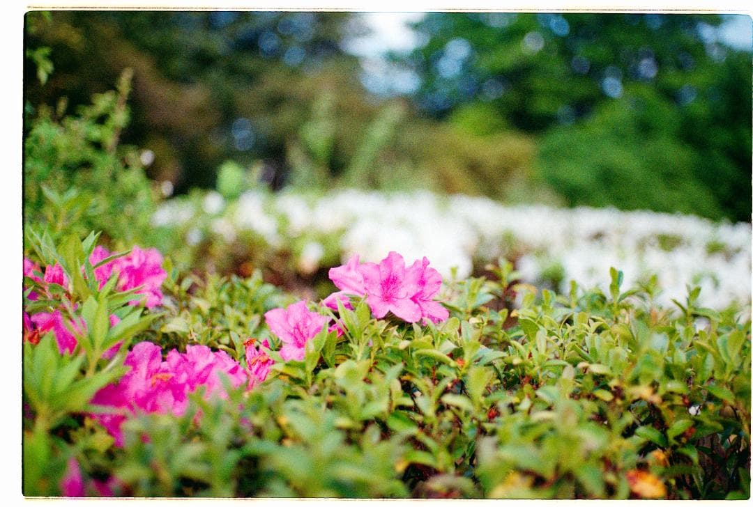 ペンタックス PENTAX MZ-S pentax mz-s 【美品】