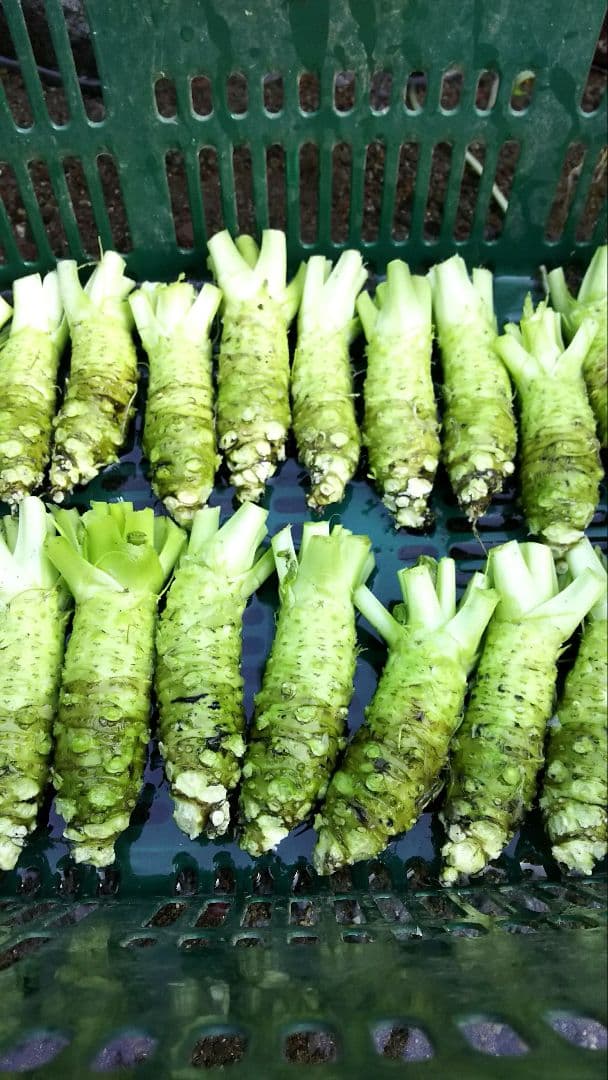 のりぽんページ