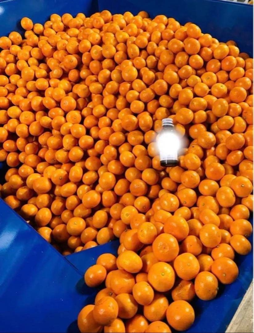 10キロも♪大坊みかん♪3Sサイズ♪