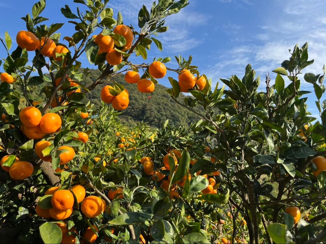 10キロも♪大坊みかん♪3Sサイズ♪