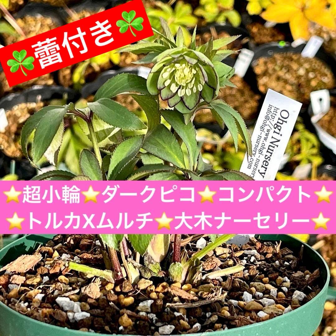 の*ん様 ☘️蕾付き☘️3333⭐️超小輪⭐️ダークピコ⭐️コンパクト⭐️トルカ