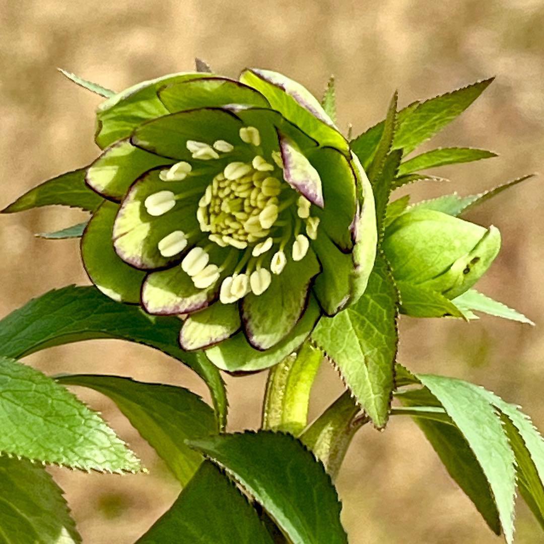 の*ん様 ☘️蕾付き☘️3333⭐️超小輪⭐️ダークピコ⭐️コンパクト⭐️トルカ