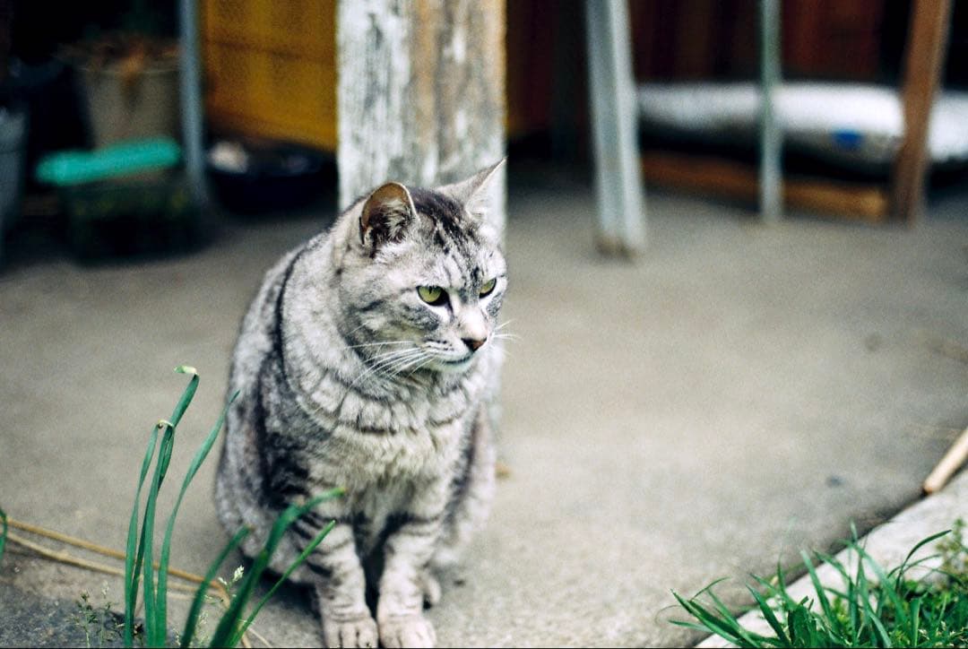 完動品 ◉ Nikon FE2 単焦点レンズ付き フィルムカメラ