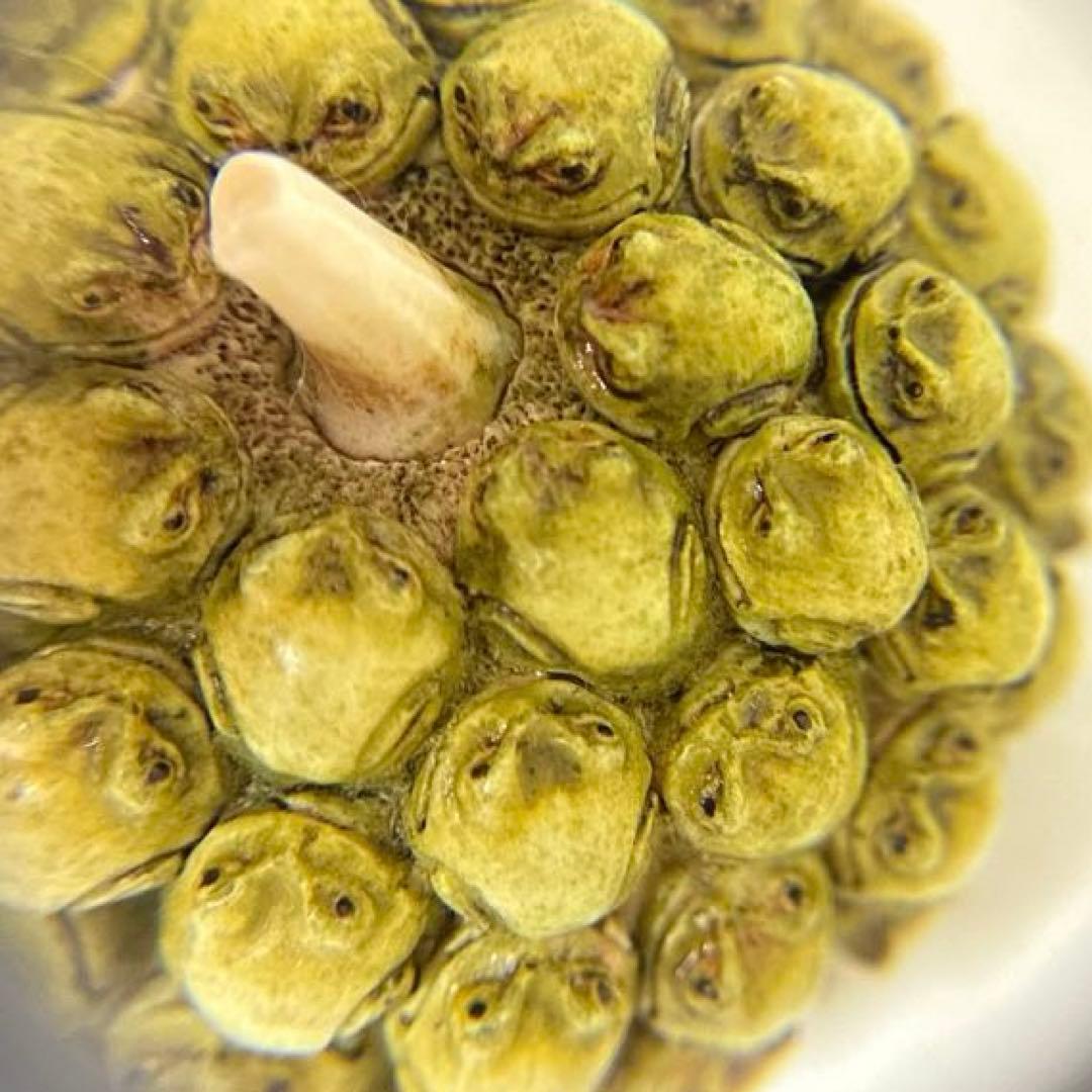 置物 Harmony Kingdom Frogberry Ivory