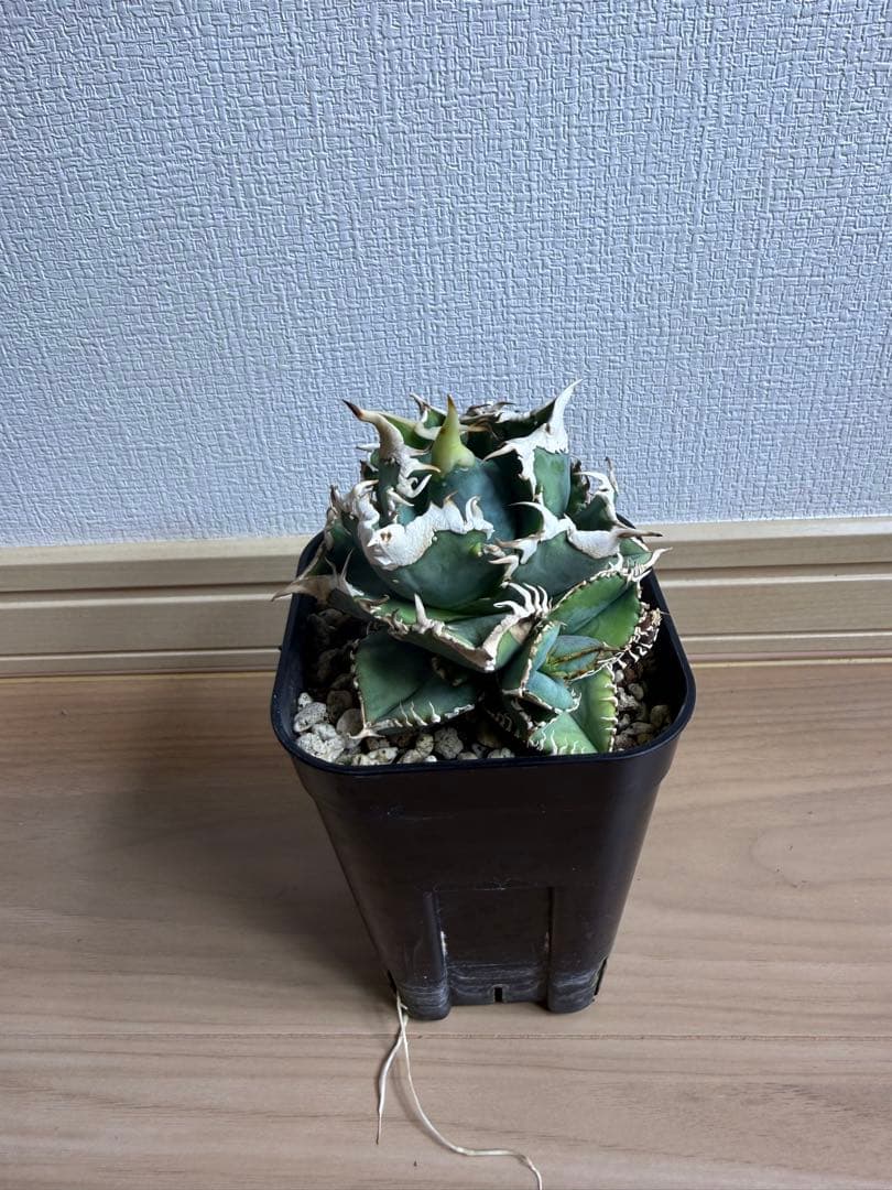 B*E様 【親株‼︎】アガベ 大白鯊 ホオジロザメ　子株4つ付き！