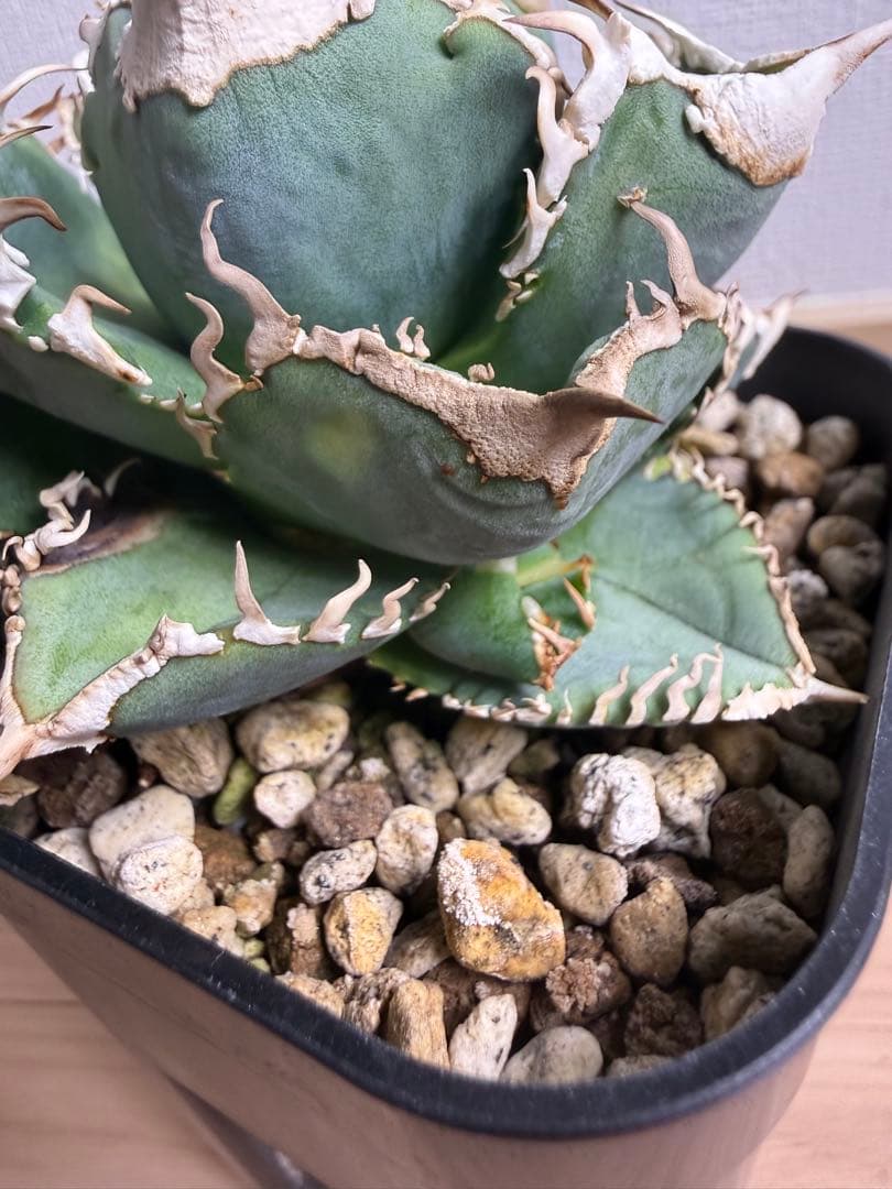 B*E様 【親株‼︎】アガベ 大白鯊 ホオジロザメ　子株4つ付き！