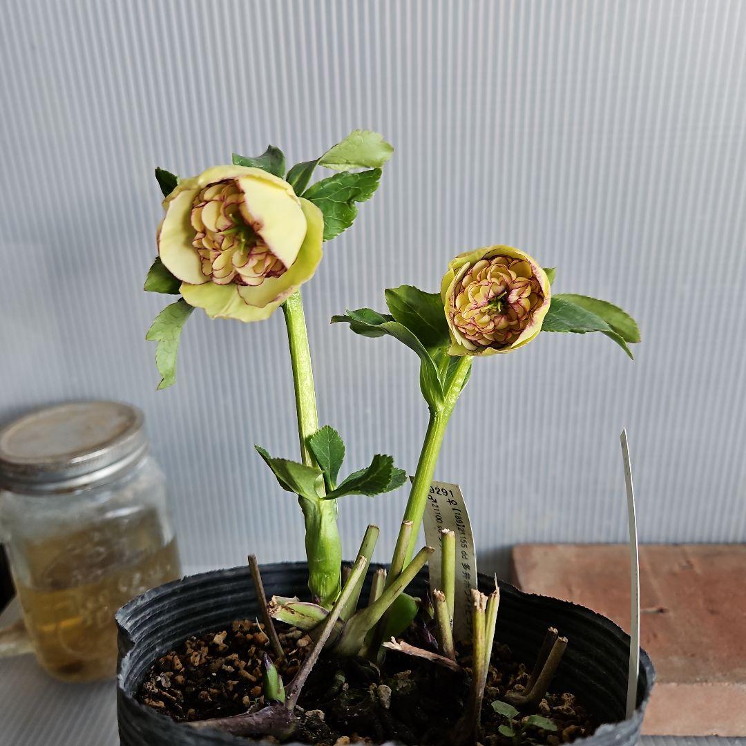 mamo様ご購入苗㉖-119クリスマスローズ