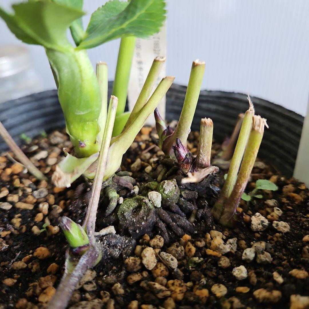 mamo様ご購入苗㉖-119クリスマスローズ