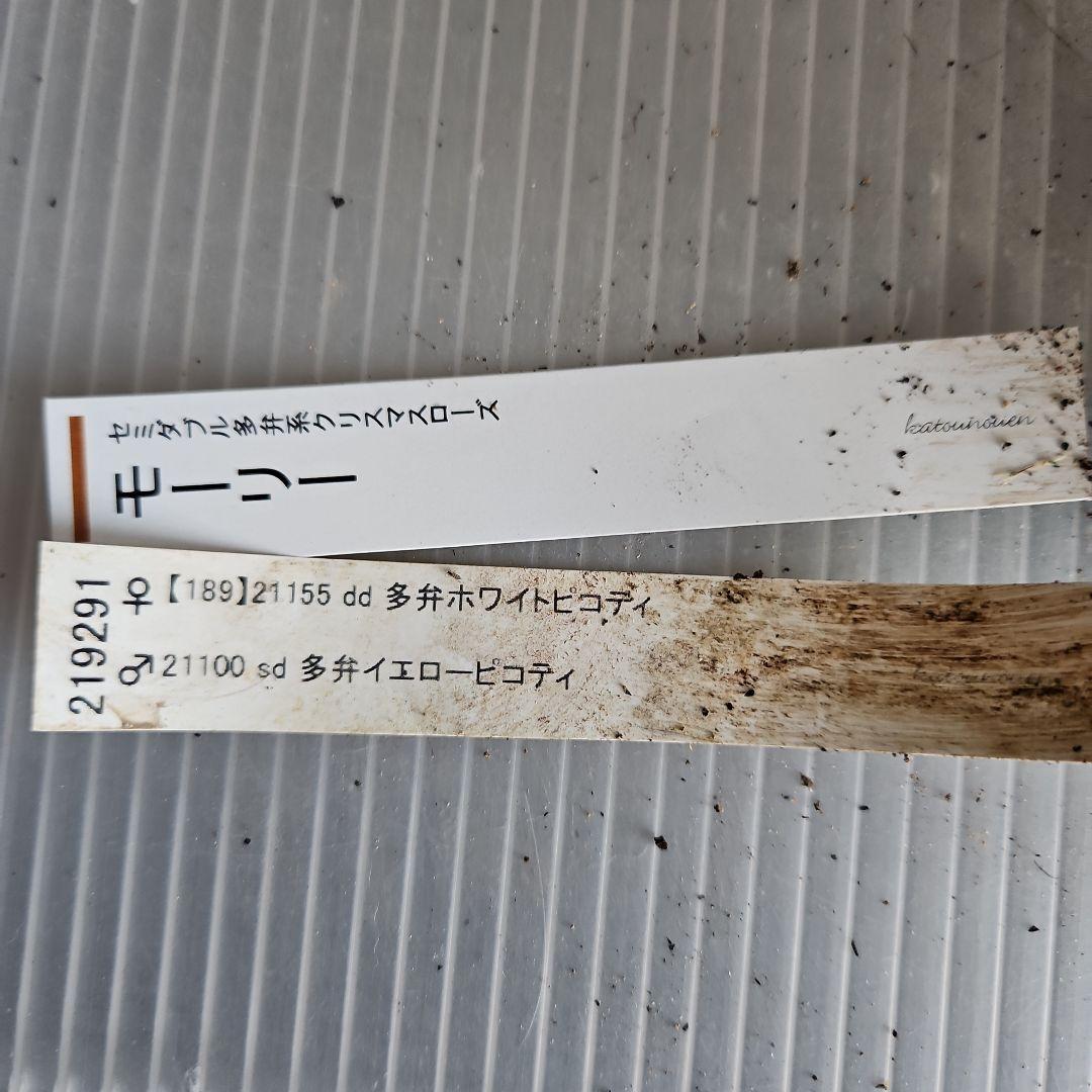 mamo様ご購入苗㉖-119クリスマスローズ