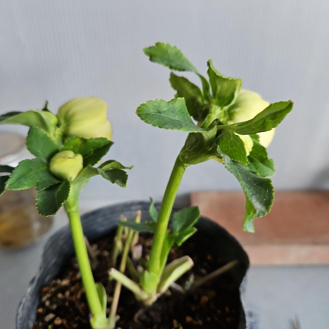 mamo様ご購入苗㉖-119クリスマスローズ