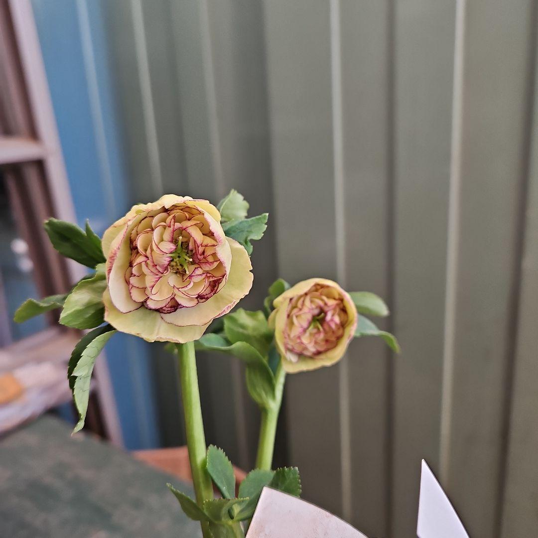 mamo様ご購入苗㉖-119クリスマスローズ