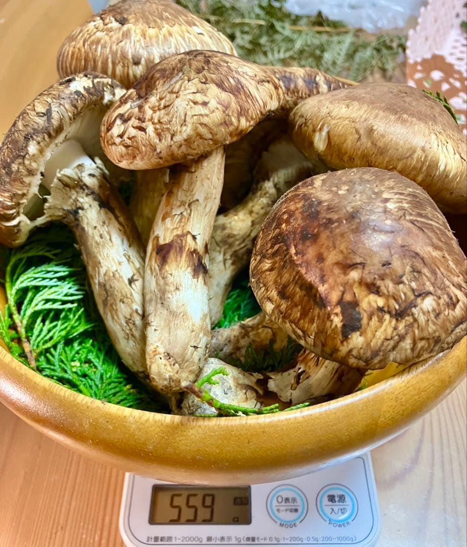 食*才様 長野県 飯田市産 新鮮 松茸 6本 557g 国産松茸 かなりいいもの